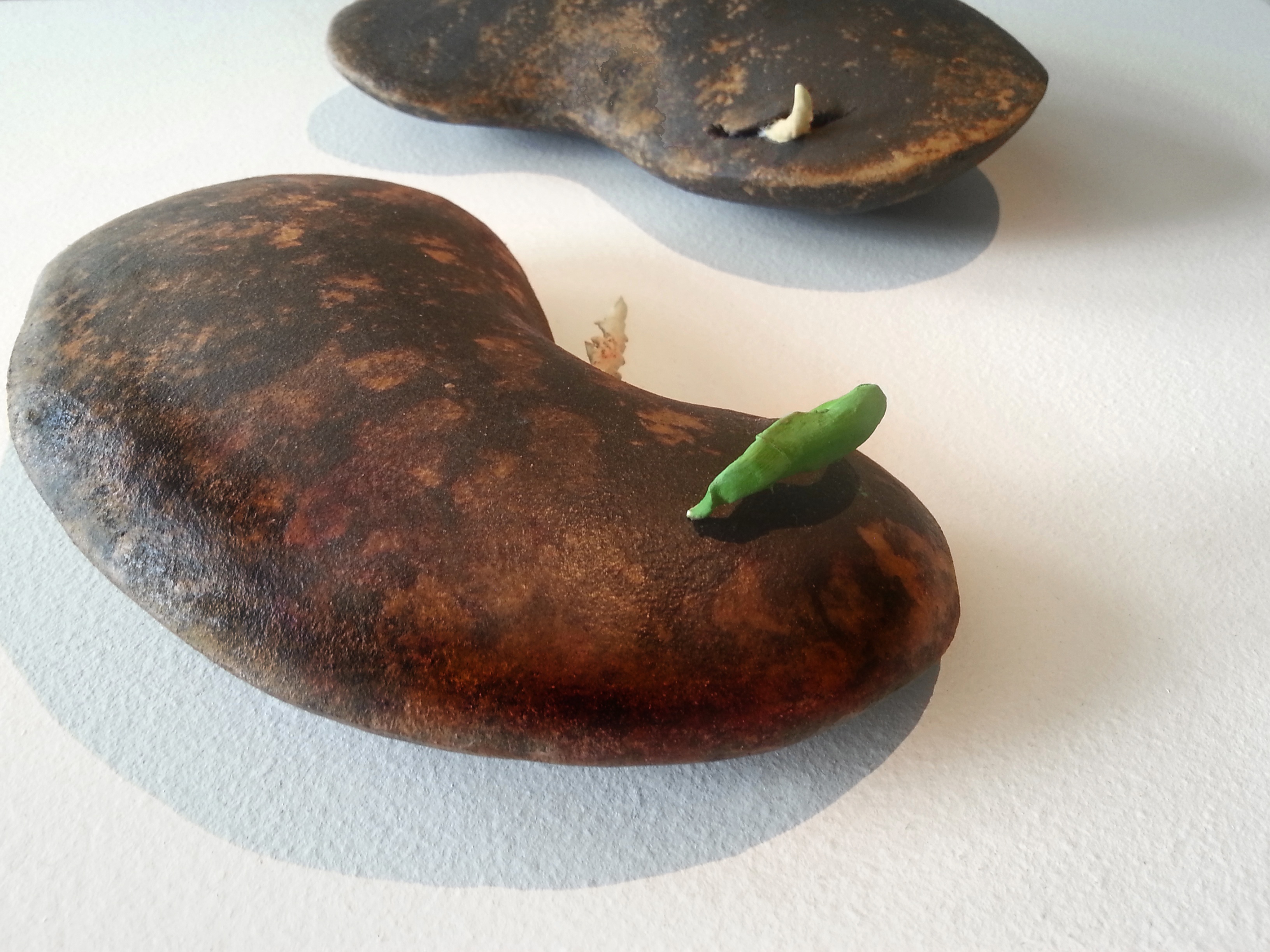 Sprouting 2